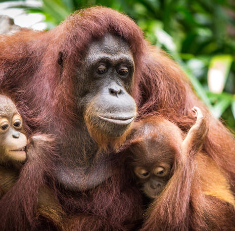 Familiereis Maleisisch Borneo Orang oetan