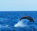 Dolfijnen Azoren