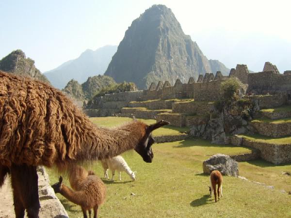 Lama's en landschap, Zuid-Amerika