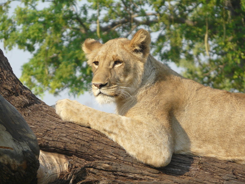 Ontmoeting met een leeuw
