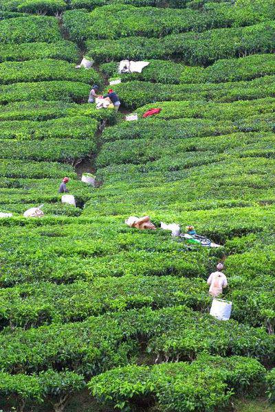 Cameron Highlands Maleisië