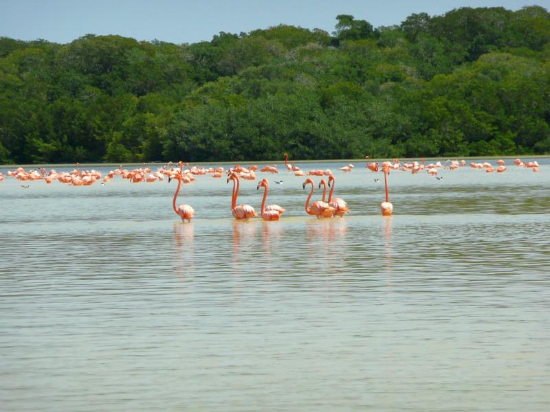 flamingo's in Celestún 