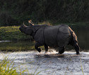 Rondreis Nepal Chitwan neushoorn