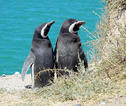 pinguins