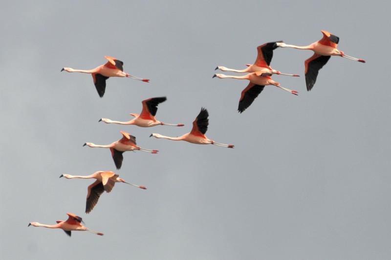 flamingos