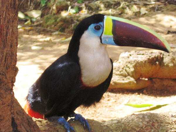 tucan