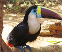 tucan