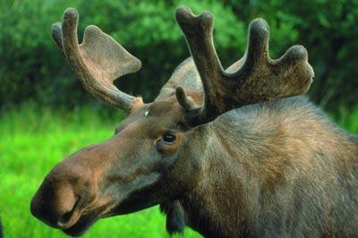 Eland Alaska