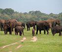 Sri Lanka Olifanten