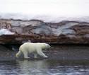IJsbeer Noordpool, Spitsbergen