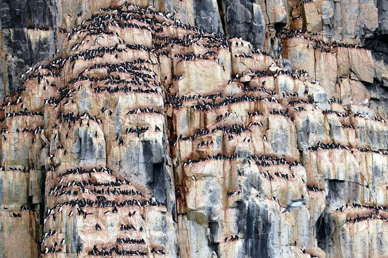 Duizenden pinguïns Spitsbergen