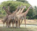 Giraffes