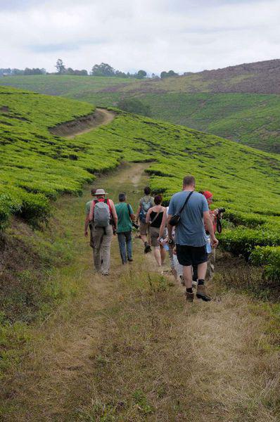 Theeplantages Tukuyu