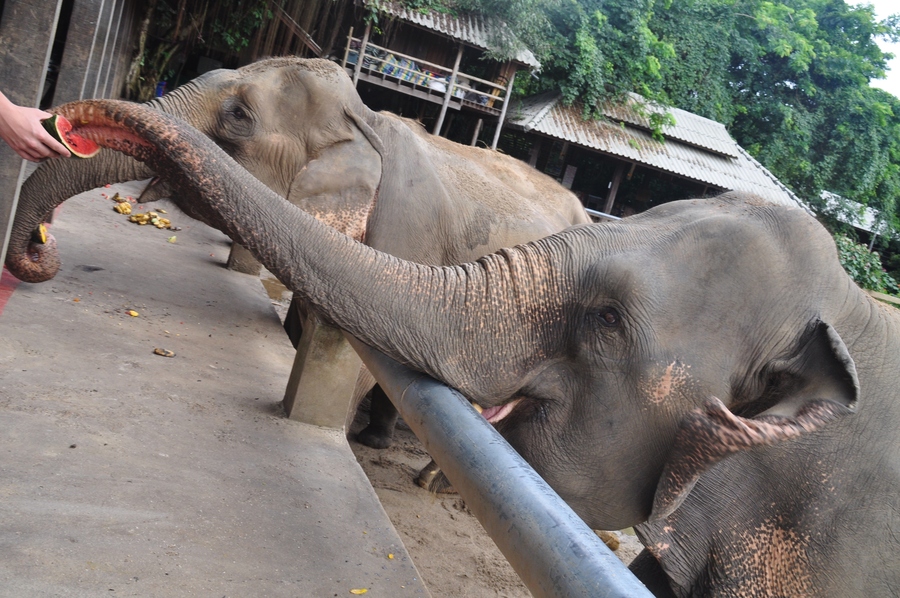 Olifanten in Elephant Nature Park