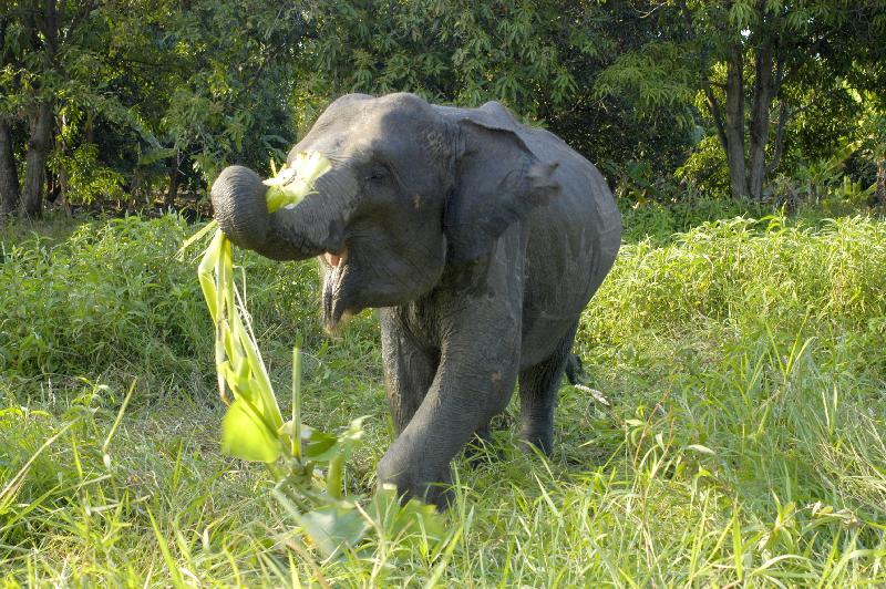 Elephant Nature Park