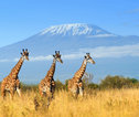 Rondreis Tanzania - Kilimanjaro