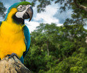 Thumb costa rica papegaai
