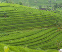 Thumb indonesie rijstvelden