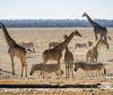 Rondreis Namibië Etosha wildlife