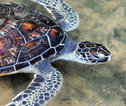 Thumb schildpad sri lanka
