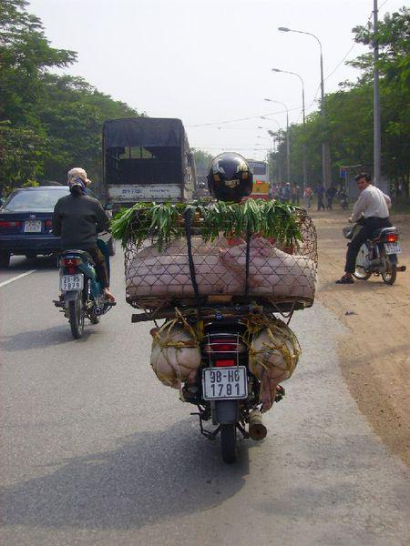 Vervoeren van varkens in Vietnam