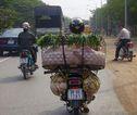 Vervoeren van varkens in Vietnam