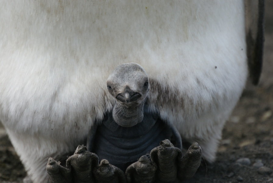 Baby Pinguïn