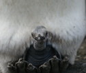 Baby Pinguïn