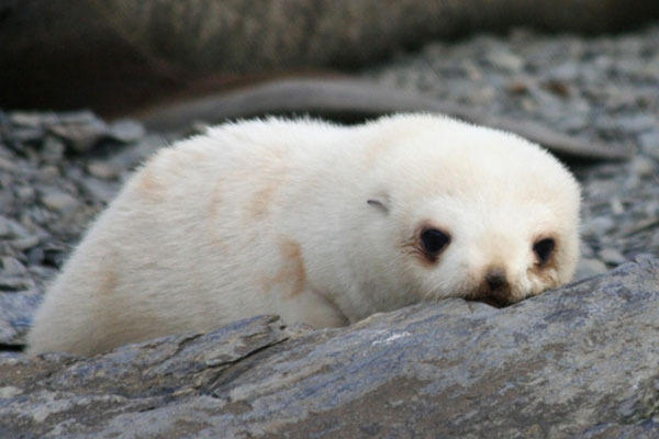 Zeehond Zuidpoolgebied