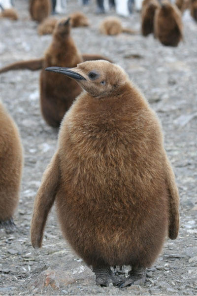 Wildlife Zuidpoolgebied