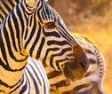 zebra's in Serengeti