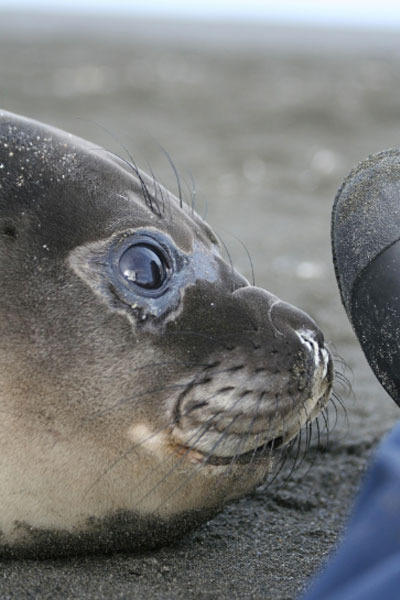 Zeehond Antarctica