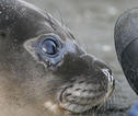 Zeehond Antarctica