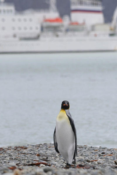 Pinguïn en water Zuidpool