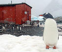 Pinguïn Antarctica Zuidpool
