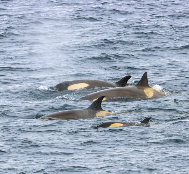 Orca Antarctica