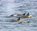 Orca Antarctica