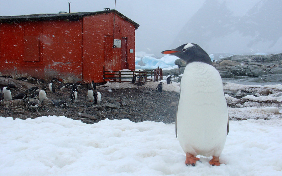 Pinguïns in de sneeuw, Antarctica