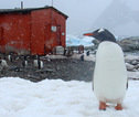 Pinguïns in de sneeuw, Antarctica