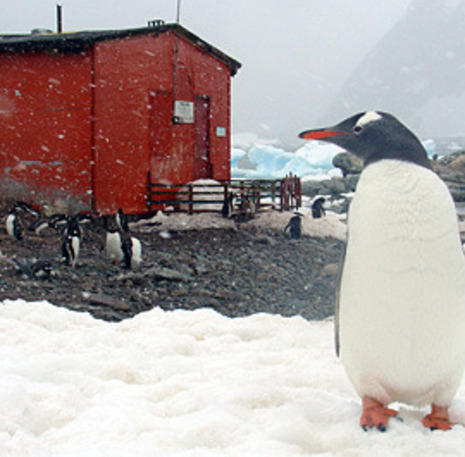 Pinguïns in de sneeuw, Antarctica