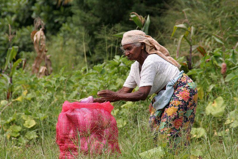 Sri Lanka Lokale bevolking