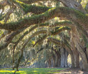 Thumb live oak trees