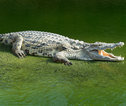Thumb missisipi alligator
