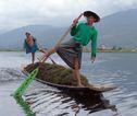 Inle meer beenroeier