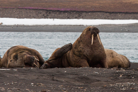Rondreis Spitsbergen