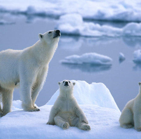 IJsberen Spitsbergen