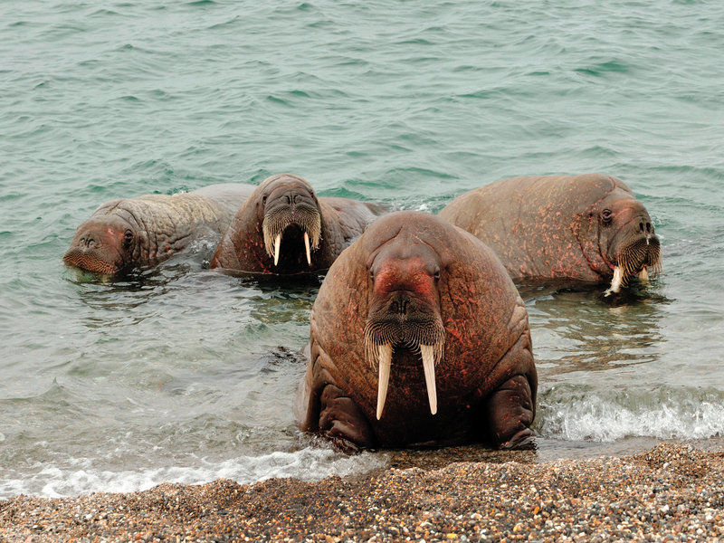Groepsrondreis Spitsbergen
