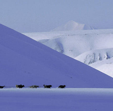 Husky's Spitsbergen