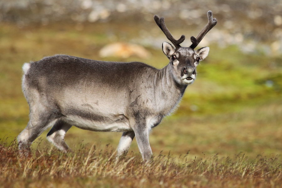 Wildlife Spitsbergen