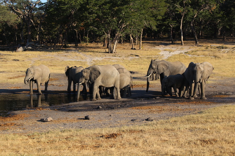 Hwange NP
